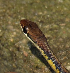 Dendrelaphis tristis
