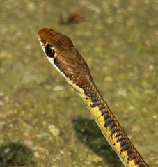Dendrelaphis tristis
