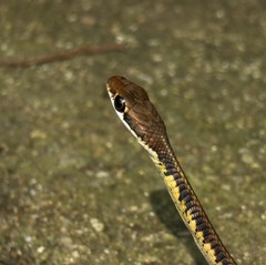 Dendrelaphis tristis