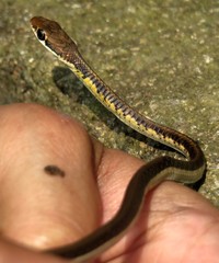 Dendrelaphis tristis