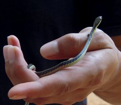 Dendrelaphis tristis