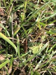 Lycocerus suturellus