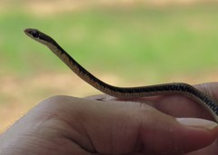 Dendrelaphis tristis
