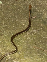 Dendrelaphis tristis