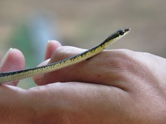 Dendrelaphis tristis