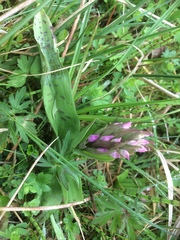 Dactylorhiza majalis