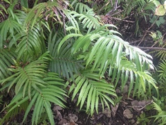 Strophocaulon unitum