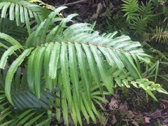 Strophocaulon unitum