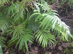 Strophocaulon unitum