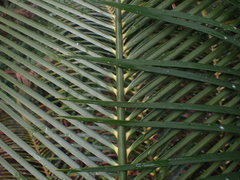 Macrozamia