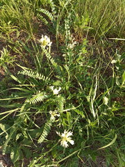Astragalus polygala