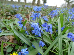 Scilla siberica