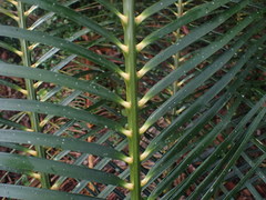 Macrozamia