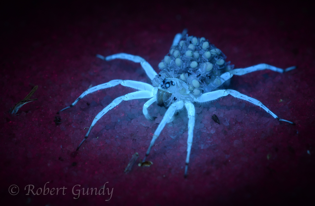 Bear Spiders