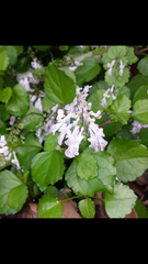 Plectranthus verticillatus