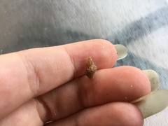 Phycothais reticulata