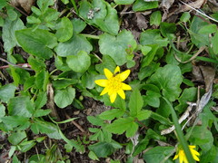 Ficaria verna