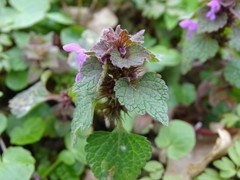 Lamium purpureum