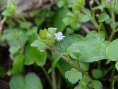 Veronica sublobata