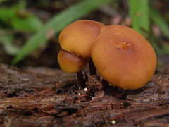 Gymnopilus austropicreus