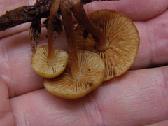 Gymnopilus austropicreus