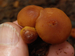 Gymnopilus austropicreus