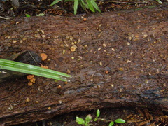 Gymnopilus austropicreus