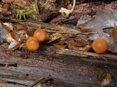 Gymnopilus austropicreus