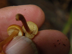 Gymnopilus austropicreus