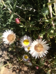 Helichrysum wilmsii