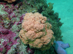 Dendronephthya australis