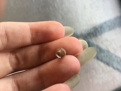 Cantharidella picturata