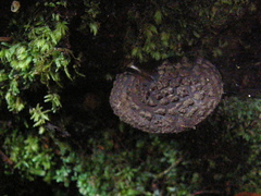 Amanita nigrescens