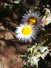 Helichrysum wilmsii