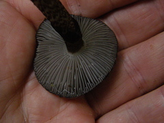 Amanita nigrescens