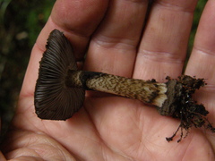 Amanita nigrescens