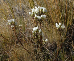 Gentianella montana montana
