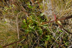 Gentianella montana montana