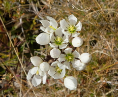 Gentianella montana montana