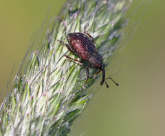 Notaris acridulus