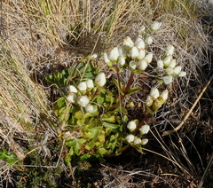 Gentianella impressinervia