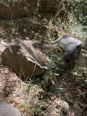 Elymus glaucus glaucus