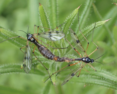 orange-marked cranefly, Boezemweg, Lexmond, South Holland, NL, photo 7 of 10