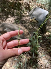 Elymus glaucus glaucus