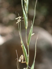Elymus glaucus glaucus