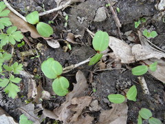 Impatiens parviflora