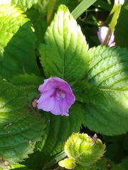 Impatiens sylvicola