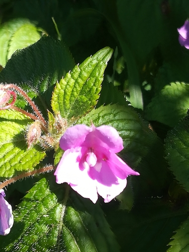 Image of Impatiens sylvicola by (c) Noeleen du Toit, some rights reserved (CC BY-SA)