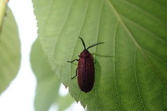 Cyphonocerus sanguineus