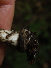 Amanita nigrescens